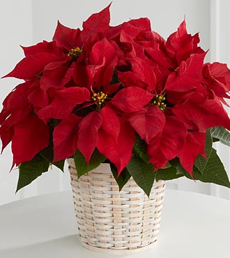 Red xmas deals flower